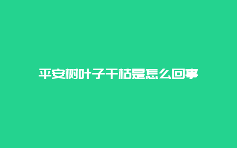 平安树叶子干枯是怎么回事