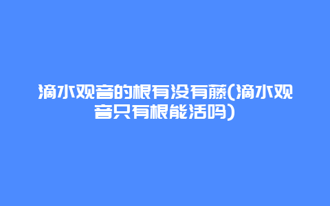 滴水观音的根有没有藤(滴水观音只有根能活吗)