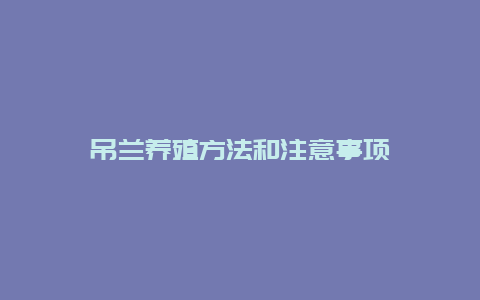 吊兰养殖方法和注意事项