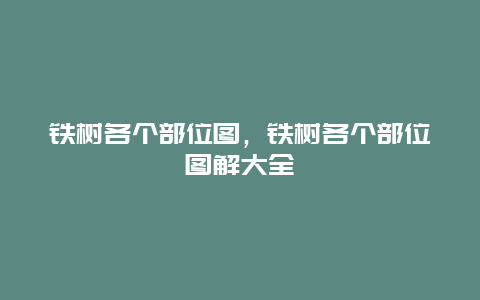 铁树各个部位图，铁树各个部位图解大全