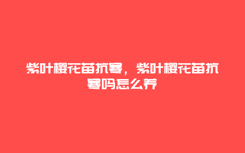 紫叶樱花苗抗寒，紫叶樱花苗抗寒吗怎么养