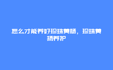 怎么才能养好珍珠黄杨，珍珠黄扬养护