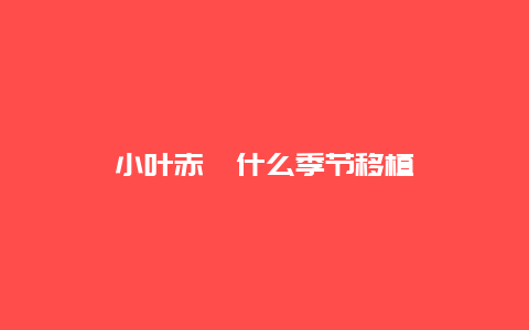 小叶赤楠什么季节移植