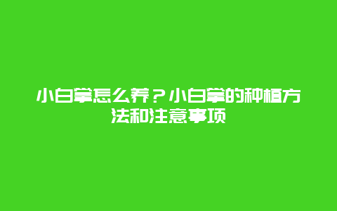 小白掌怎么养？小白掌的种植方法和注意事项