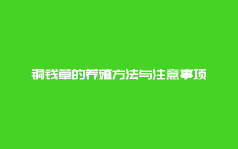 铜钱草的养殖方法与注意事项