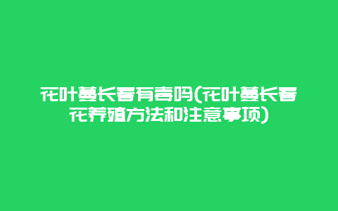 花叶蔓长春有毒吗(花叶蔓长春花养殖方法和注意事项)