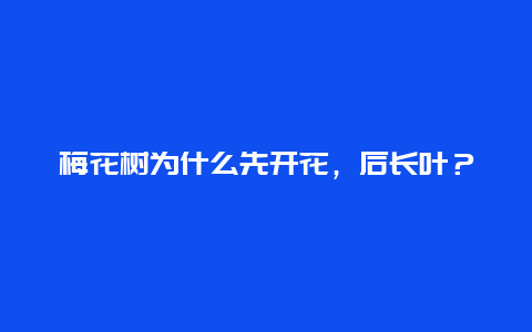 梅花树为什么先开花，后长叶？