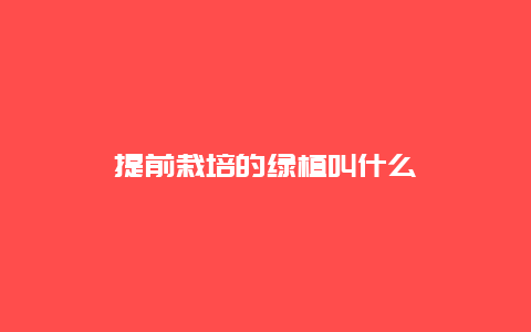 提前栽培的绿植叫什么