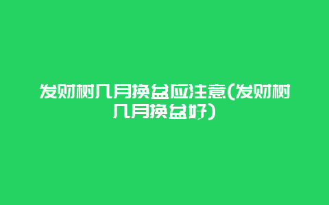 发财树几月换盆应注意(发财树几月换盆好)