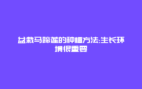 盆栽马蹄莲的种植方法:生长环境很重要