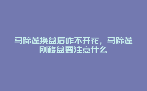 马蹄莲换盆后咋不开花，马蹄莲刚移盆要注意什么