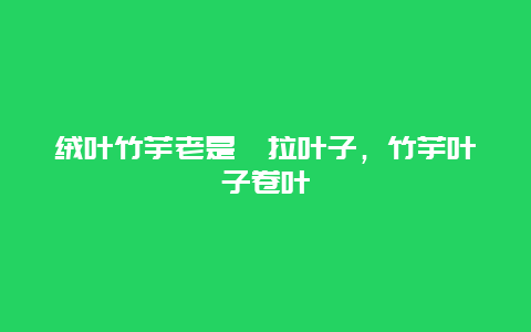 绒叶竹芋老是耷拉叶子，竹芋叶子卷叶