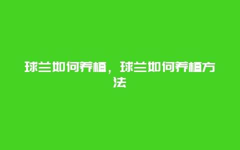 球兰如何养植，球兰如何养植方法