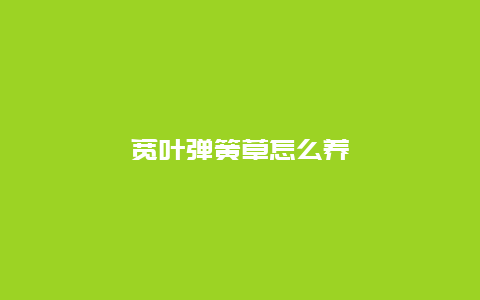 宽叶弹簧草怎么养