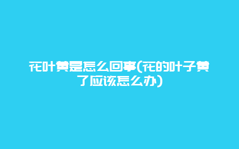 花叶黄是怎么回事(花的叶子黄了应该怎么办)