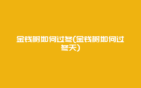 金钱树如何过冬(金钱树如何过冬天)