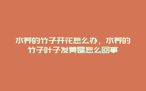 水养的竹子开花怎么办，水养的竹子叶子发黄是怎么回事