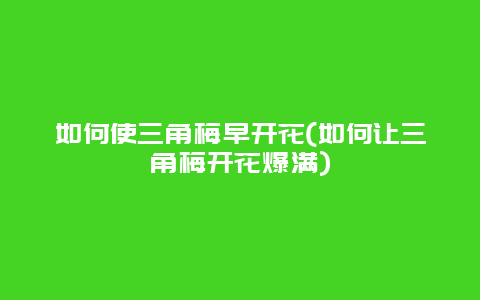 如何使三角梅早开花(如何让三角梅开花爆满)