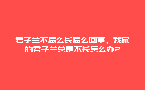 君子兰不怎么长怎么回事，我家的君子兰总是不长怎么办?