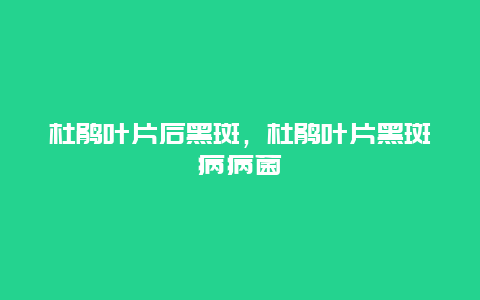 杜鹃叶片后黑斑，杜鹃叶片黑斑病病菌