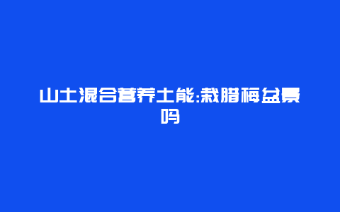 山土混合营养土能:栽腊梅盆景吗