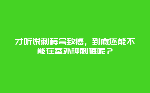 才听说刺梅会致癌，到底还能不能在室外种刺梅呢？