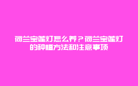 荷兰宝莲灯怎么养？荷兰宝莲灯的种植方法和注意事项