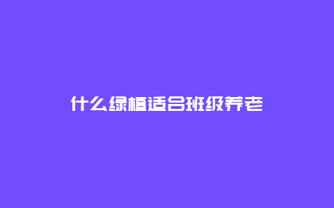 什么绿植适合班级养老