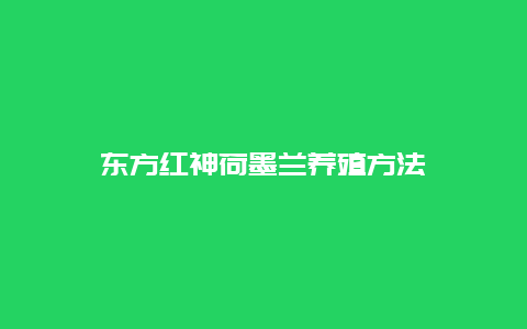 东方红神荷墨兰养殖方法