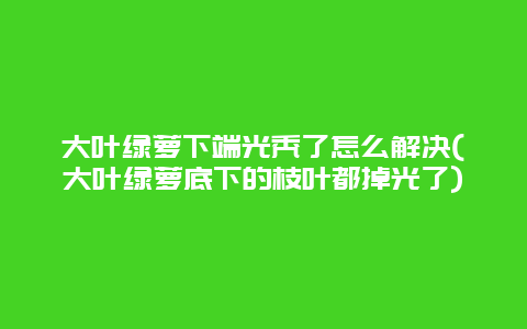 大叶绿萝下端光秃了怎么解决(大叶绿萝底下的枝叶都掉光了)