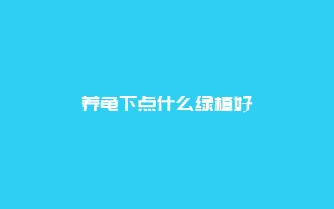 养龟下点什么绿植好