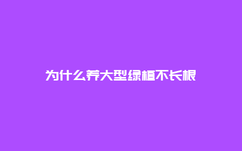 为什么养大型绿植不长根