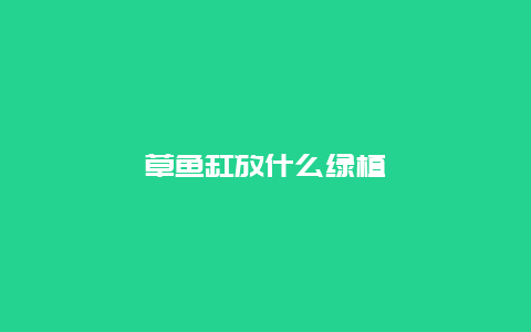 草鱼缸放什么绿植