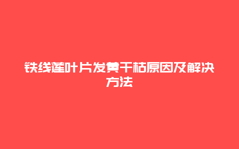 铁线莲叶片发黄干枯原因及解决方法