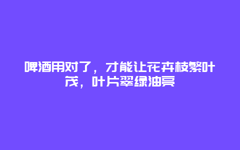 啤酒用对了，才能让花卉枝繁叶茂，叶片翠绿油亮