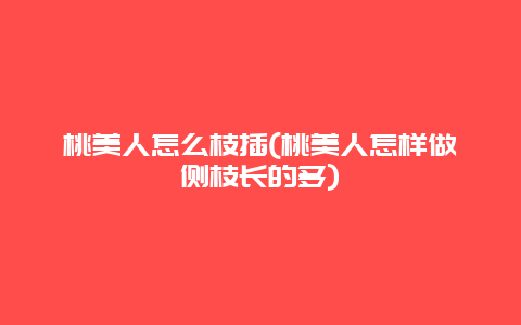 桃美人怎么枝插(桃美人怎样做侧枝长的多)