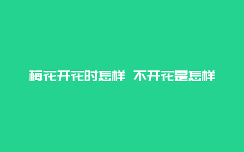 梅花开花时怎样 不开花是怎样