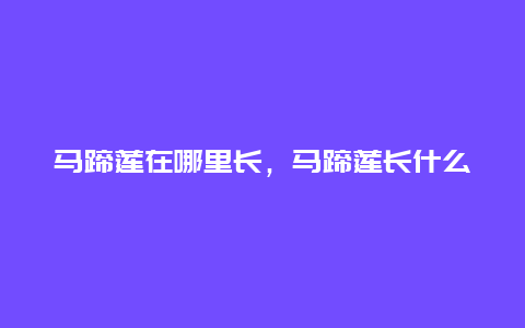 马蹄莲在哪里长，马蹄莲长什么