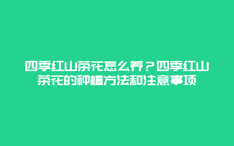 四季红山茶花怎么养？四季红山茶花的种植方法和注意事项