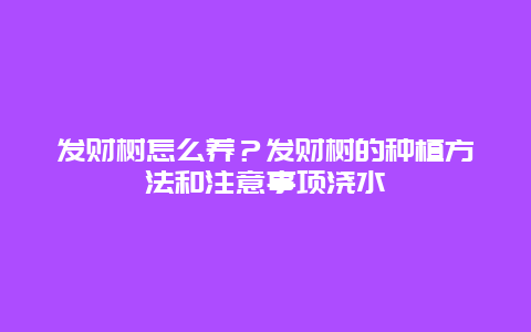 发财树怎么养？发财树的种植方法和注意事项浇水