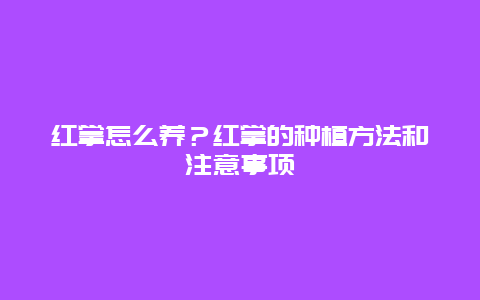 红掌怎么养？红掌的种植方法和注意事项