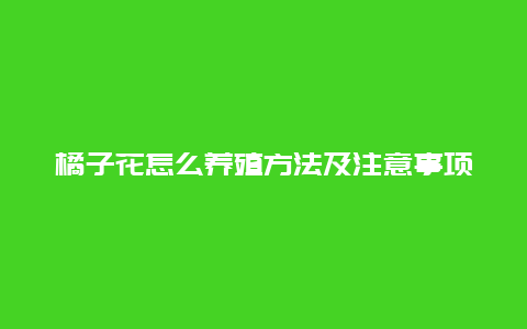 橘子花怎么养殖方法及注意事项