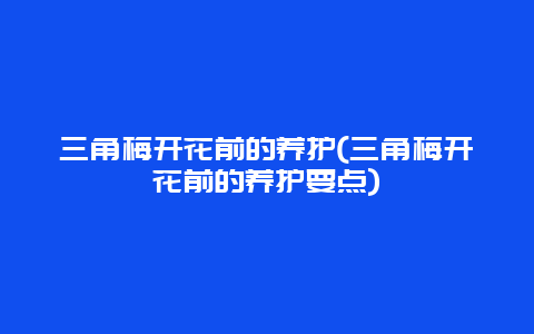 三角梅开花前的养护(三角梅开花前的养护要点)