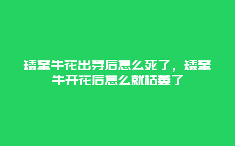 矮牵牛花出芽后怎么死了，矮牵牛开花后怎么就枯萎了