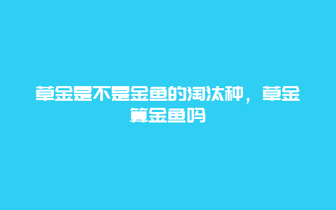 草金是不是金鱼的淘汰种，草金算金鱼吗