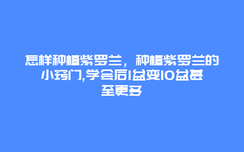 怎样种植紫罗兰，种植紫罗兰的小窍门,学会后1盆变10盆甚至更多