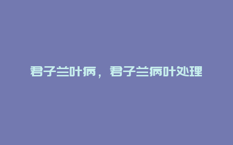 君子兰叶病，君子兰病叶处理