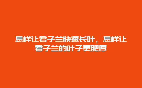 怎样让君子兰快速长叶，怎样让君子兰的叶子更肥厚