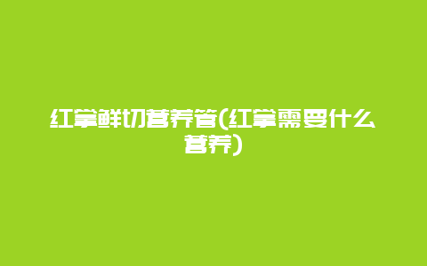 红掌鲜切营养管(红掌需要什么营养)