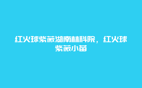 红火球紫薇湖南林科院，红火球紫薇小苗